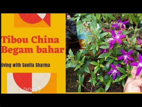 How To Grow And Care Begam Bahar Tibou China Princess Flower Plant