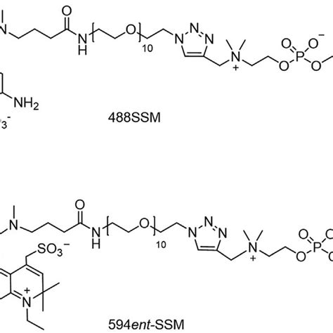 Chemical Structures Of Atto488 Labeled D Erythro N Stearoyl Download Scientific Diagram