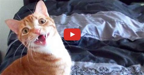 Funny Cats and Kittens Meowing Compilation - We Love Cats and Kittens