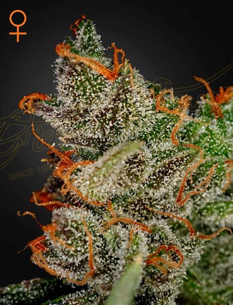 King's Kush Cannabis Seeds - Rocket Seeds