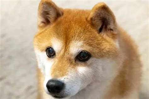 Shiba Inu Chihuahua Mix Puppies Find Your Perfect Match The