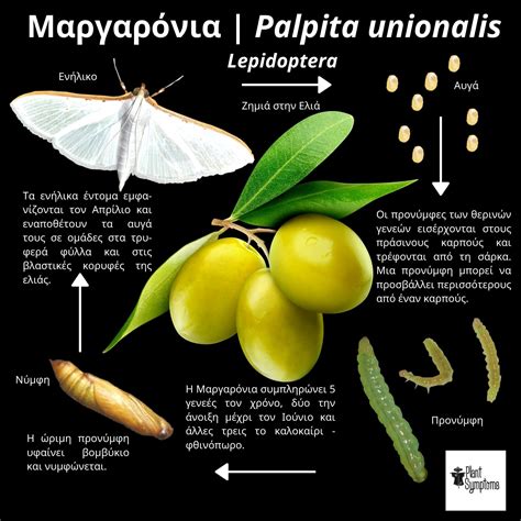 Μαργαρόνια της Ελιάς Palpita unionalis Plantsymptoms