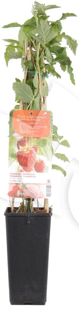 Plantenwinkel Nl Herfstframboos Rubus Idaeus Himbo Top Fruitplanten