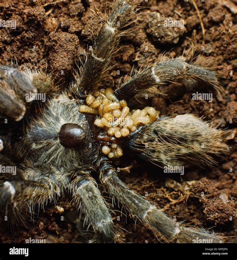 TACHINA FLY larvae feed on tarantula Spider was paralysed by Pomilid ...