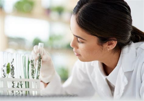 Scientist Working Samples Plants Laboratory Stock Photos Free