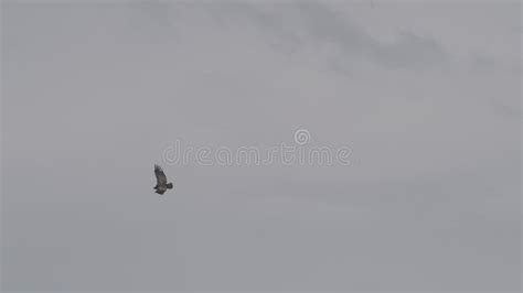 Andean Condor Soaring Over The Colca Canyon In Peru Stock Footage