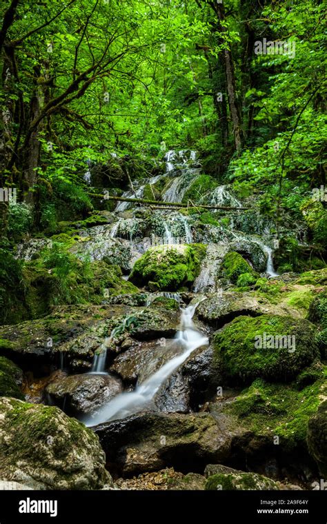 Brook In The Forest Stock Photo Alamy