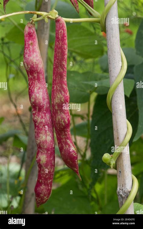 Phaseolus Vulgaris Hi Res Stock Photography And Images Alamy