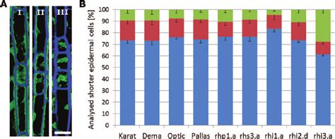 Arrangement of cells in the root epidermis. (A) In pattern I, one ... 