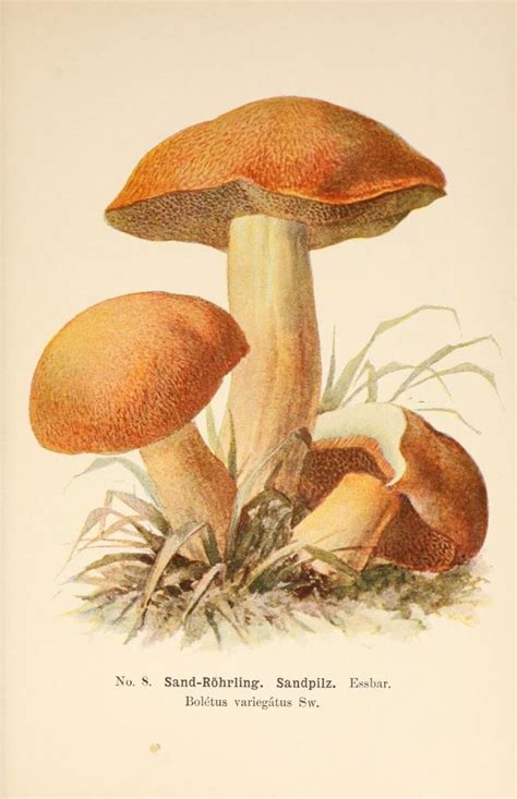 Ma Lak Pstry Suillus Variegatus Atlas Nagrzyby Pl