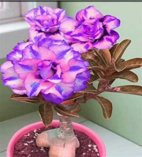 Rare Blue Desert ROSE Adenium Obesum Gorgeous Exotic Flower Etsy