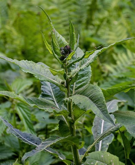 Cirsium Helenioides