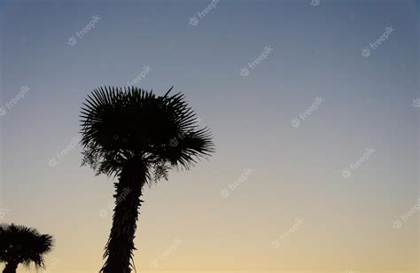 Premium Photo | A palm tree in the sunset