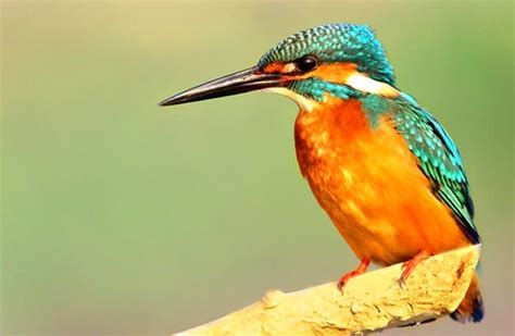 Kingfisher - Description, Habitat, Image, Diet, and Interesting Facts