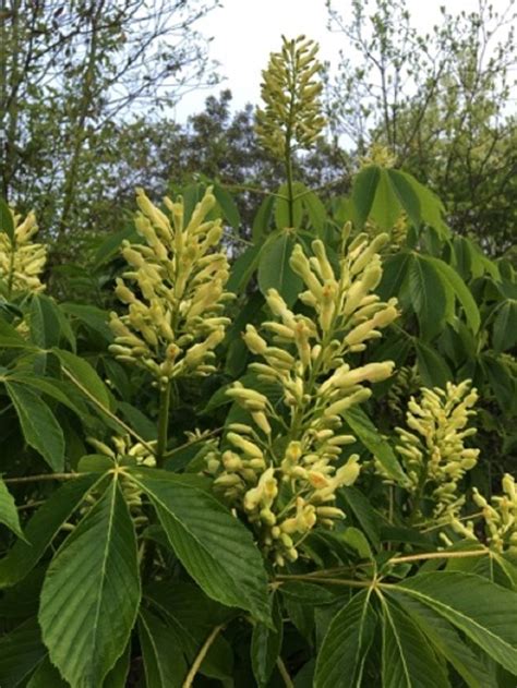 Aesculus Sylvatica Mellow Marsh Farm