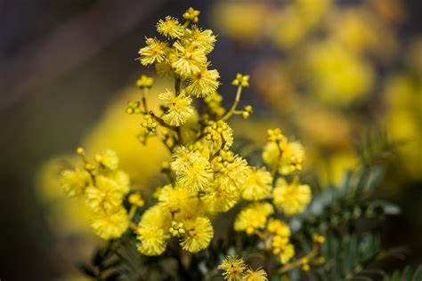 Golden Wattle Acacia Pycnantha Most Commonly Known As The Flickr