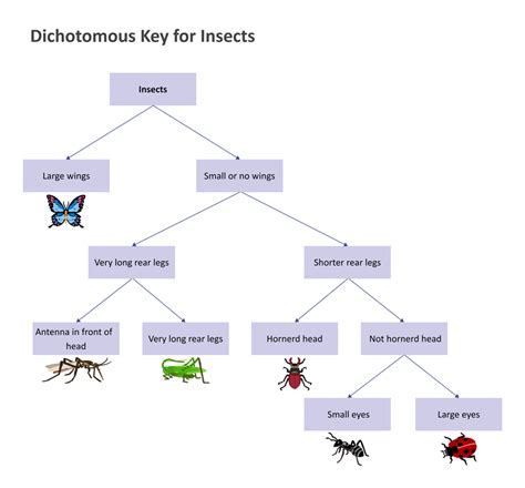 Dichotomous Keys Complete Guide Edrawmax