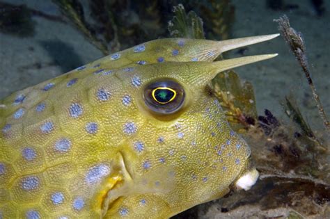 Cowfish