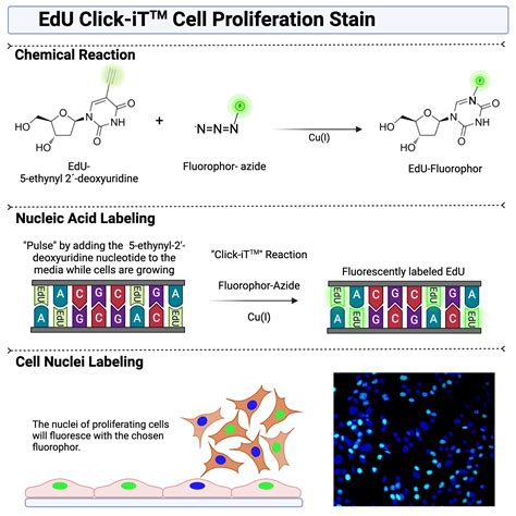 Edu Click It Tm Chemistry Biorender Science Templates