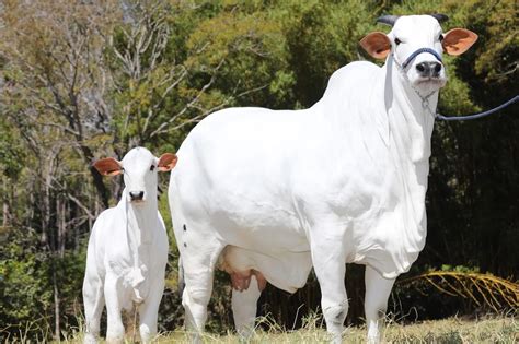 Exclusivo Vaca Nelore Mais Cara Do Mundo Ser Clonada Comprerural