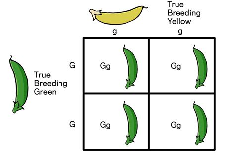 Genes Traits And Mendel S Law Of Segregation