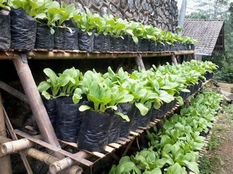 Berkebun Di Rumah Cara Mudah Menanam Tanaman Menggunakan Polybag Agropoly Sentosa Mandiri