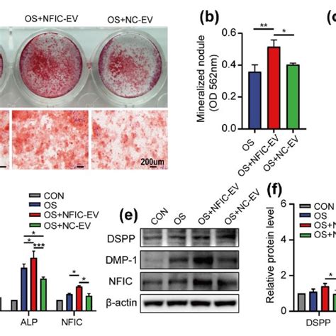 Nfic Ev Promotes Odontoblastic Differentiation Of Scaps In Vitro A