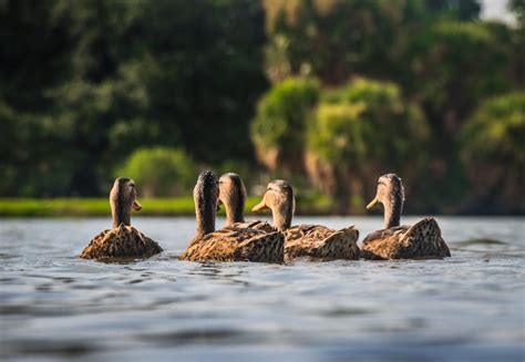 Facts About Ducks That Might Surprise You Peta