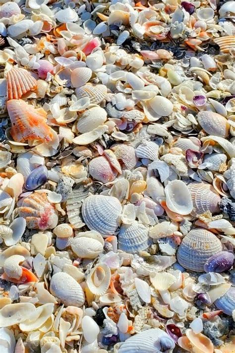 Siesta Key Shelling I Did See Some Shells At A Siesta Key Beach