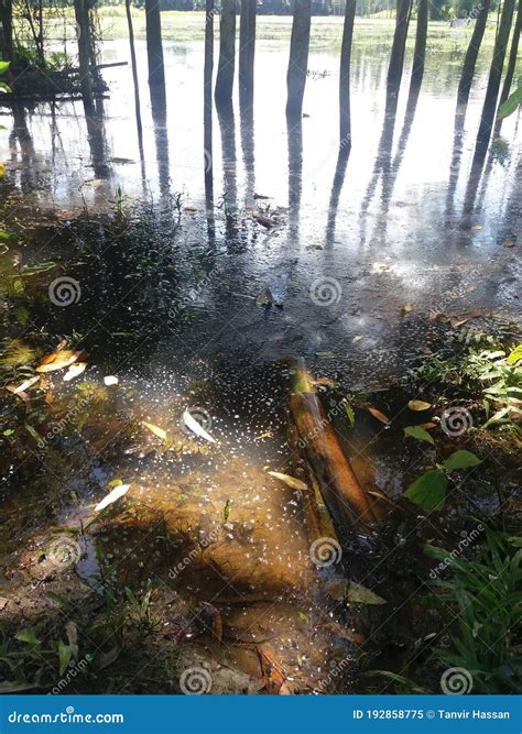 Water Pollution of Pleasant Nature Stock Image - Image of natu ...