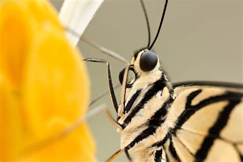 Insect Butterfly Closeup Free Photo On Pixabay Pixabay