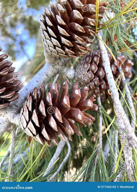 Aleppo Pine, Jerusalem Pine, Pinus Halepensis Stock Photo - Image of