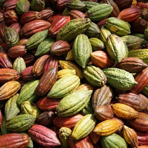 Forastero Cacao Beanssouth Africa Price Supplier 21food