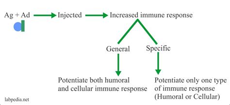 Chapter 3 Immunogen And Antigen