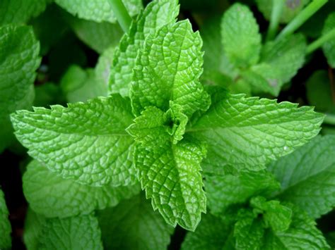 Peppermint Facts and Health Benefits