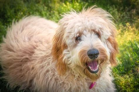 How to Trim a Goldendoodle's Face - Doodle Furbabies