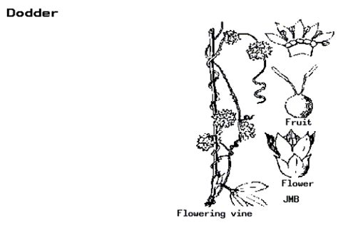 Dodder - Diagram