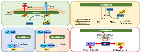 Molecular Targets Of Genistein And Its Related Flavonoids To Exert