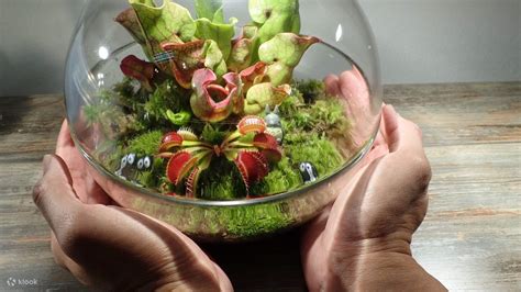 Carnivorous Plants Terrarium Workshop in Penang - Klook United States