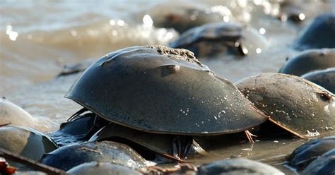 Endangered New Jersey: ASMFC Horseshoe Crab Board Extends Addendum V ...