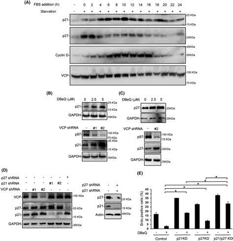 Down‐regulation Of P27 And P21 Is Required For Vcp‐mediated Cell Cycle Download Scientific