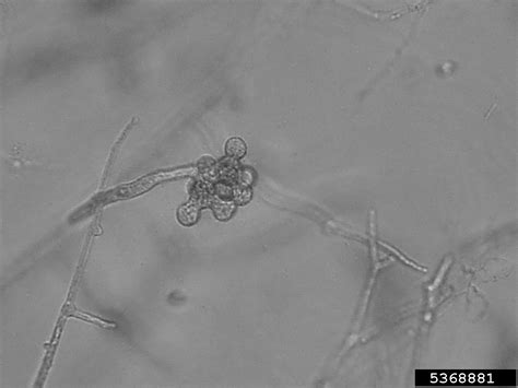 Pythium Diseases Genus Pythium