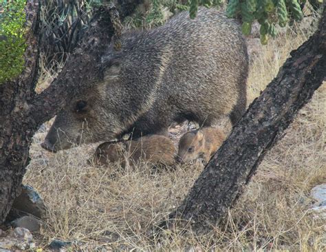 Javelina Tayassu Tajacu Collared Peccary With 2 Small Flickr