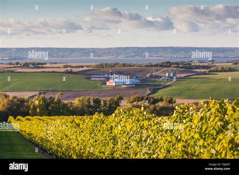 Canada Nova Scotia Annapolis Valley Wolfville A Local Vineyard