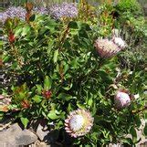 Protea Cynaroides Giant Protea Honeypot King Protea Plant Lust