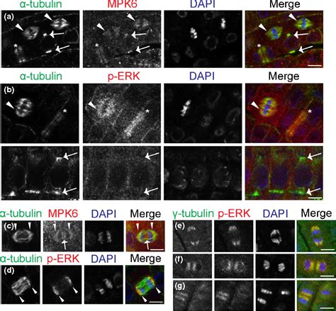 Figure From The Arabidopsis Mitogen Activated Protein Kinase Is