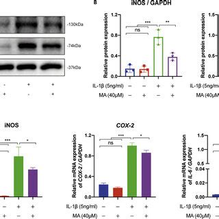 Ma Suppresses The Inflammatory Responses In Il B Induced Chondrocytes