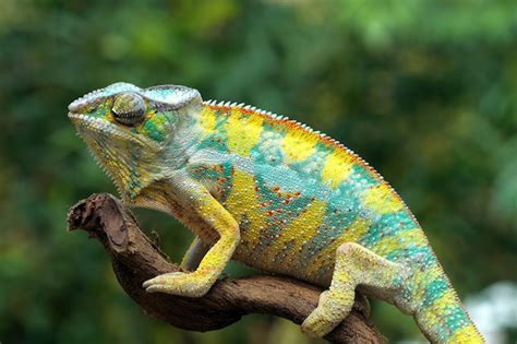 Premium Photo | Beautiful color of chameleon panther, chameleon panther ...