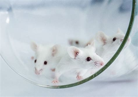 Transgenic Mice for in vivo Genome Modification - Atlantis Bioscience ...