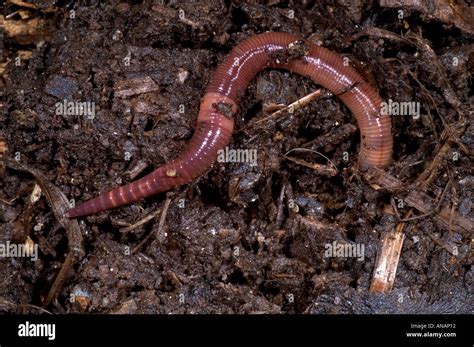 Earthworm Lumbricus Terrestris In Soil Hi Res Stock Photography And